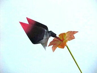 Hummingbird