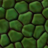 lizard_skin.jpg